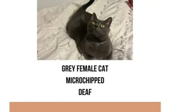 Lost and found pets Reedsville, photo: Lost Grey Cat Luna - Deaf, Microchipped