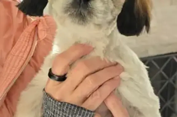 Lost Dog Alert: Oleander Trail, Mesquite