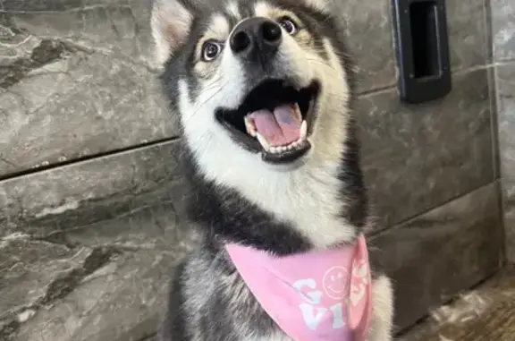 Lost Dog: Friendly Luna, Blue Eyes