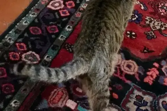 Animaux perdus , photo: Chatte perdue à Sermizelles, tigrée beige