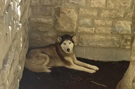 Found: Gentle Young Husky on CR 37