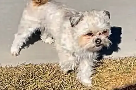 Lost Shih Tzu Mix on East Reichert St