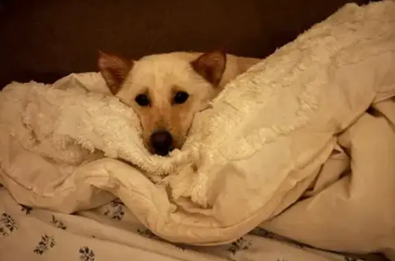 Lost Shiba Corgi Mix: Fox-Like & Shy
