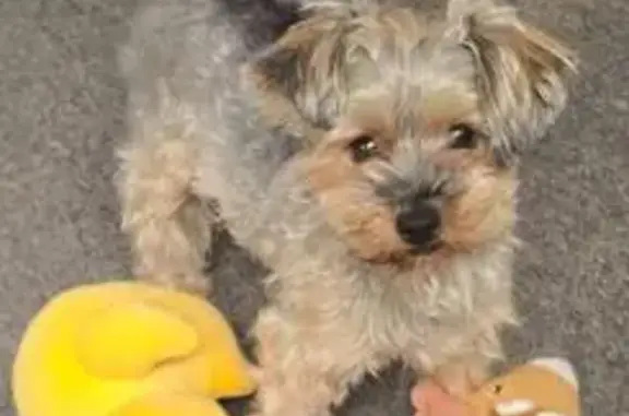Missing dog Billings, photo: Lost Shorkiepoo: Tiny & Microchipped!