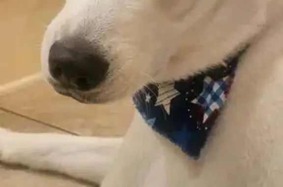 Lost Dog: Red/Blue Collar on Albright Rd