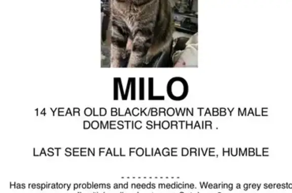 Lost Black Tabby: Unique Ear Notch