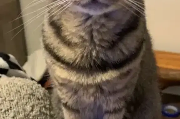 Friendly 7-Year-Old Tabby Lost in Orange Park