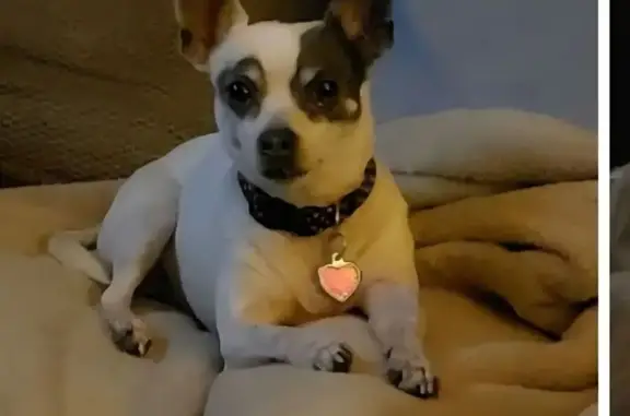 Lost Chihuahua: White/Gray, Pink Tag