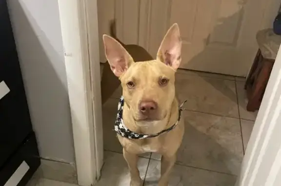 Lost Beige Dog: Shy & Friendly in Miami