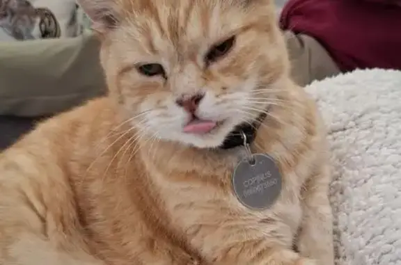 Chat roux 14 ans perdu à Marly - photo