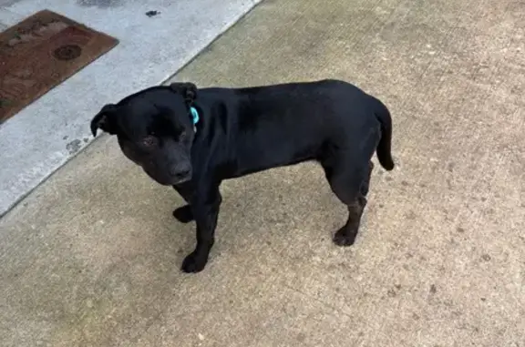 Found dog Arkansas City, photo: Friendly Black Pit Mix Found on Watson Rd