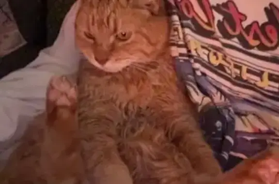 Lost Orange Cat: Missing in West Haven