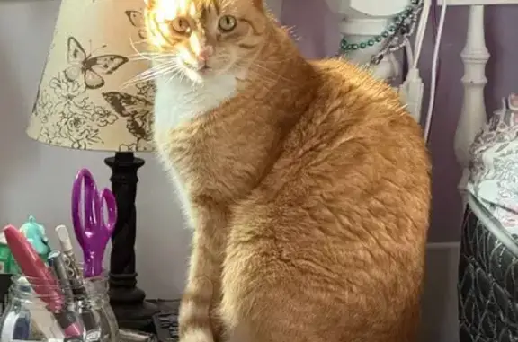 Lost Orange Tiger Cat, Oread St, Worcester