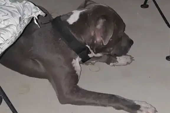 Found dog Picayune, photo: Friendly Blue Pit Found on Memorial Blvd