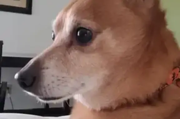 Lost: Orange Chihuahua Mix in Harrisburg