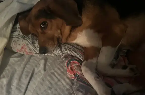 Lost Beagle: Black & Brown, West Babylon