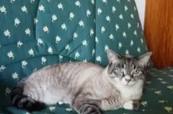 Animaux perdus Nantes, photo: Chat perdu : gris/blanc, yeux bleus, Nantes