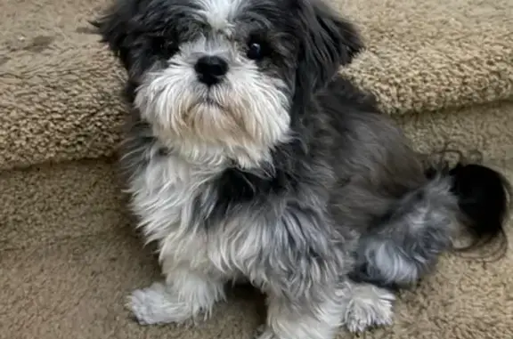 Lost: Sweet 10-Year-Old Gray Dog in Avondale