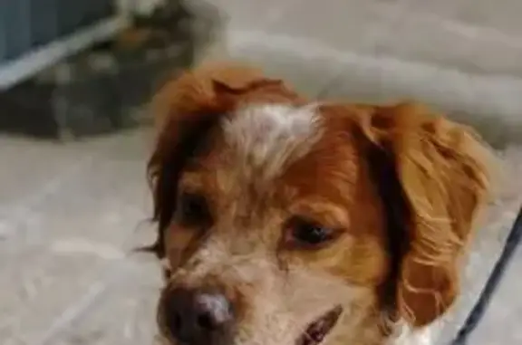 Chien perdu marron/blanc, Rue de Tolbiac - photo