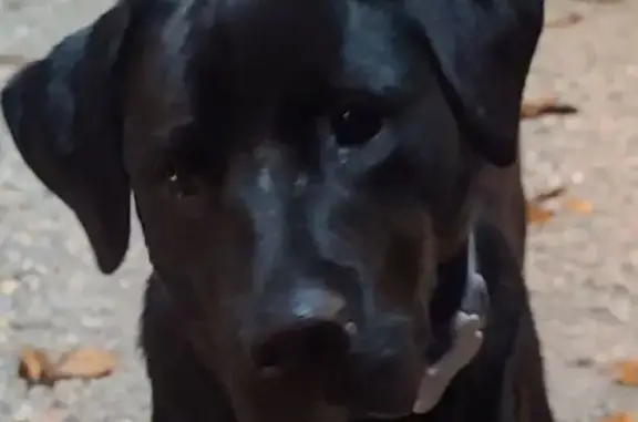 Lost: Friendly Black Lab in Marthasville