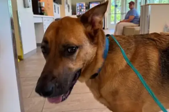 Found dog Worcester, photo: Lost Shepherd Mix Found on Route 20