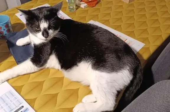 Chat perdu, , photo: Chat mâle adulte perdu à Lançon-Provence