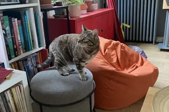 Animaux perdus Pessac, photo: Chatte écailles perdue à Pessac, malade
