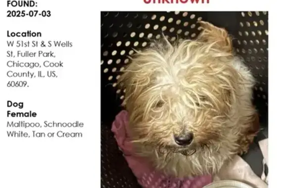 Found pets Chicago, photo: Found: Spotted Dog Near Expressway in Chicago