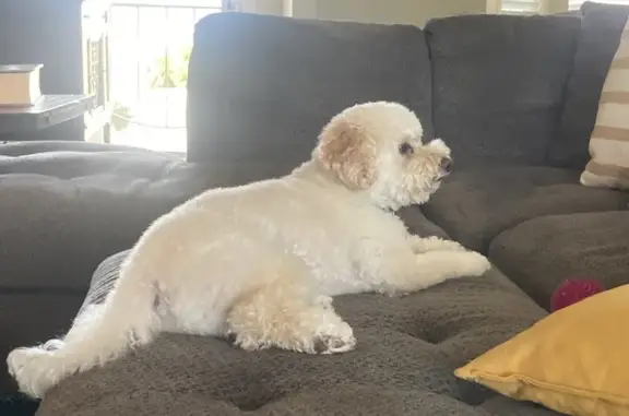 Missing dog Victorville, photo: Lost Dog: Curly White/Tan in Victorville