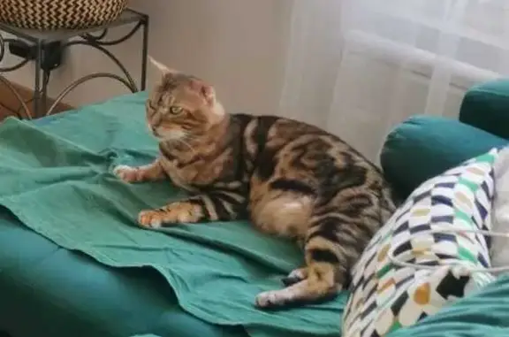 Animaux perdus Enghien-les-Bains, photo: Chat perdu Pouic-Pouic, 6 ans, 7 kg, craintif