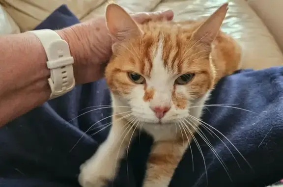 Animaux trouvés Nouvelle-Aquitaine, photo: Chat trouvé en forêt près de Castelnau-de-Médoc