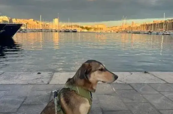 Chienne perdue à Marseille après accident - photo