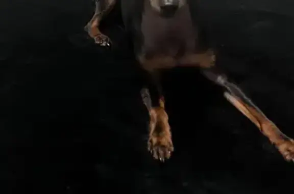 Perros perdidos, , foto: Minipincher Negro Perdido en Reus