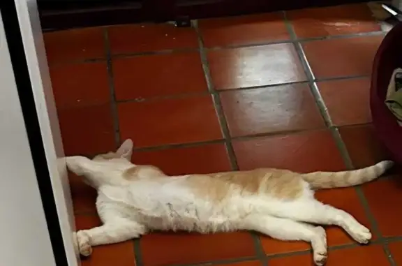 Gatos perdidos, , foto: Gato Perdido en Valdemorillo: Blanco y Marrón