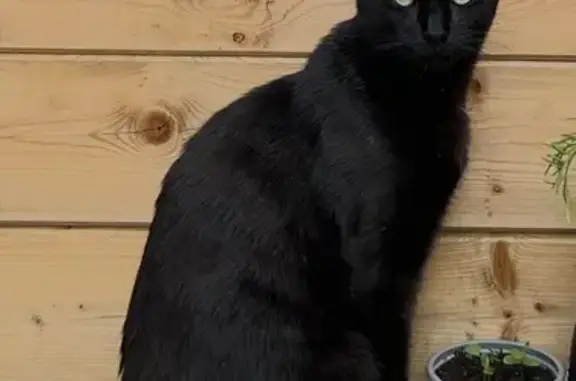 Animaux perdus Coëtmieux, photo: Chat noir Saturne perdu à Coëtmieux