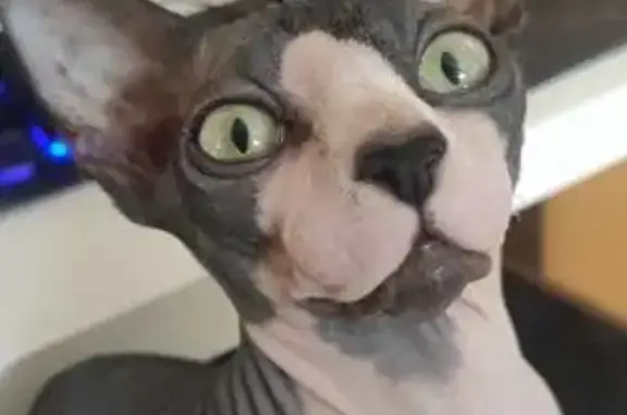 Gatos perdidos, , foto: Gato Sphynx Perdido en Bormujos: Ojos Verdes