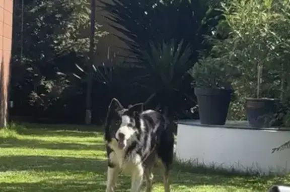 ¡Border Collie Perdido en Oviedo!