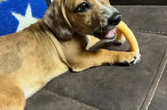 Lost Dog: Brown & White, Clarksburg Area
