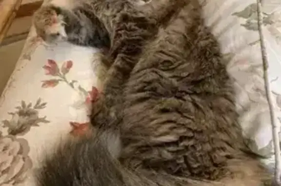 Lost and found pets White Bear Lake, photo: Lost Skittish Cat: Park St, White Bear Lake