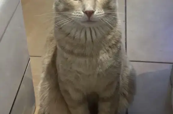Chat perdu, La Chapelle-Saint-Luc, photo: Chat Maine Coon perdu, pelage orange clair