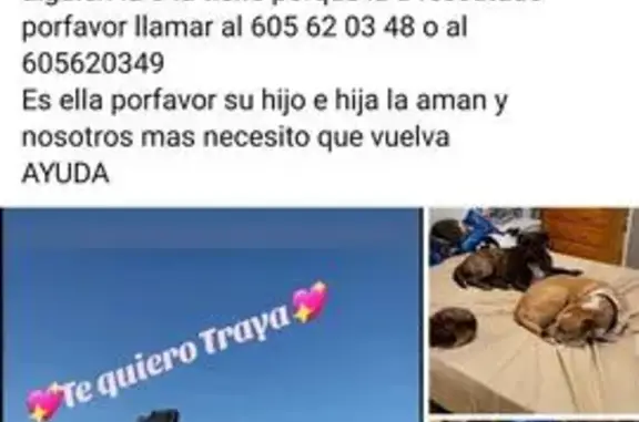 Perrita Atigrada Perdida en Torrevieja