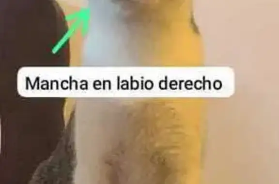 Gatos perdidos, Santa Coloma de Gramenet, foto: ¡Ayuda! Gata Blanca y Gris Perdida