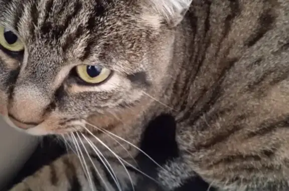 Animaux perdus , photo: Chat perdu craintif à Annœullin