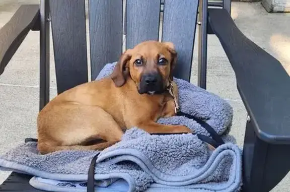 Lost 12-Week-Old Brown Puppy - Help!