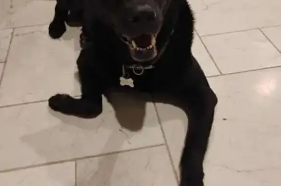 Lost Black Lab 'Josie' - Selkirk Drive, TX