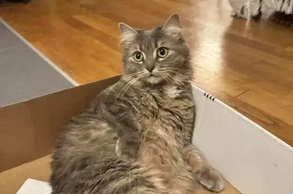 Chatte perdue : grise/crème, yeux jaunes - photo