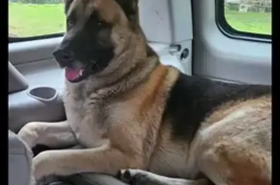 Lost Dog: Kupa, Brown/Tan, Spanaway