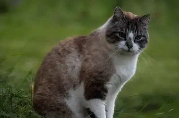 Animaux perdus Villard-de-Lans, photo: Chat perdu : siamois-tigré gris, Villard-de-Lans