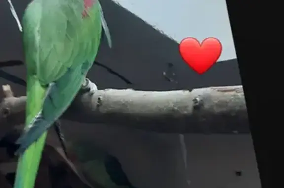 Perdu : oiseau bagué à Champagne-sur-Seine - photo