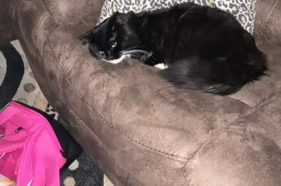 Lost Black Tuxedo Cat in Holton, KS